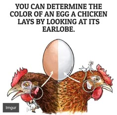 two chickens with eggs in their beaks and one has an egg on its head