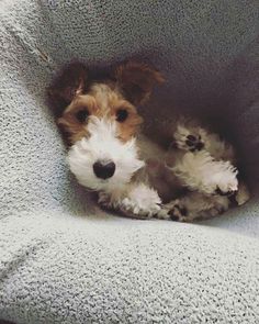 a small brown and white dog laying on top of a couch