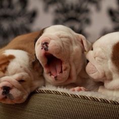 three puppies laying on top of each other with the caption goodnight bulldogs