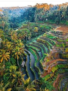 an aerial view of rice terraces and palm trees