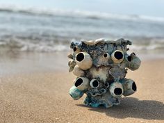 a bunch of shells sitting on top of a sandy beach