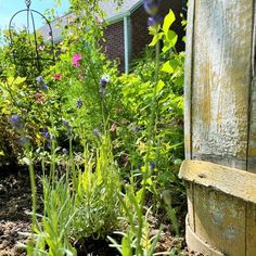 the garden is full of flowers and plants, including wildflowers that are growing out of the ground