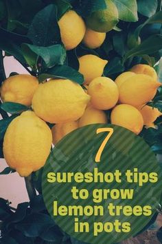 there are lemons growing on the tree with text that reads 7 sureshot tips to grow lemon trees in pots