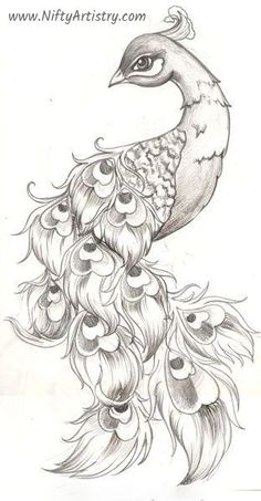 a pencil drawing of a peacock with feathers on it's back and its tail