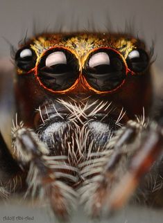 a close up view of a jumping spider's eyes and head with long legs