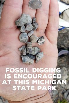 a person holding some rocks in their hand with the caption fossil digging is encouraged at this michigan state park