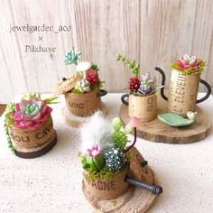 small pots with flowers and plants in them