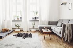 a dog laying on the floor next to a couch in a room with white walls