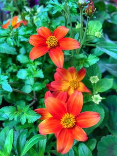 red and yellow flowers are in the middle of green leaves