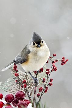 a small bird sitting on top of a red berry bush with snow falling around it