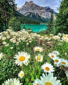 wildflowers are blooming in the foreground with mountains in the background