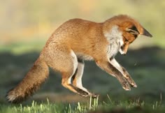 a red fox jumping in the air with it's front paws on its hind legs