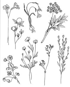 various plants and flowers are shown in this black and white drawing