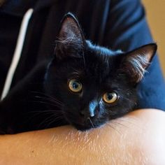 a close up of a person holding a black cat on their arm and looking at the camera