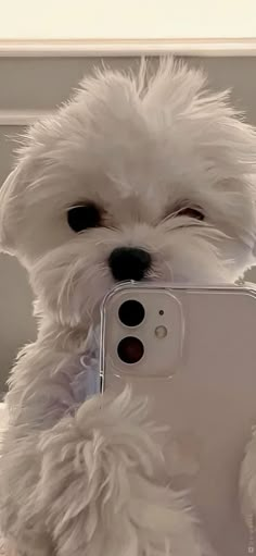 a small white dog holding a cell phone in it's mouth and looking at the camera