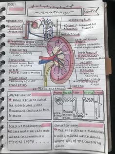 a notebook with an illustration of the human body and its major structures on it's page