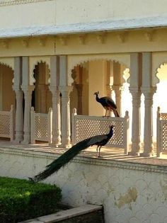 two peacocks standing on the side of a building with white pillars and arches in front of them