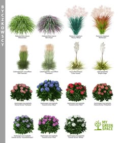 the different types of flowers are shown in this poster