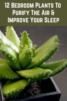 a plant with the title 12 bedroom plants to purify the air and improve your sleep