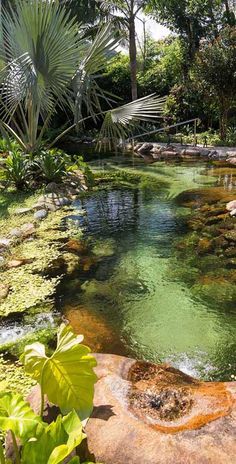 a small pond in the middle of a lush green garden with rocks and plants around it