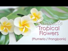 two white and yellow flowers with green leaves in the background that reads gumpaste tropical flowers plumeria / franiganis