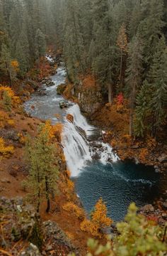 a river running through a forest filled with lots of tall pine trees next to a waterfall