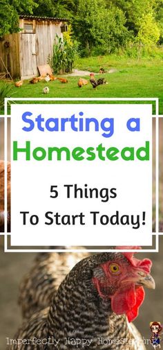 a chicken with the words starting a homestead 5 things to start today