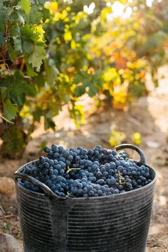 a bucket full of grapes sitting on the ground