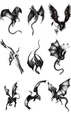 some black and white drawings of different types of dragon's wings on a white background