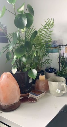 a potted plant sitting on top of a table next to other plants and rocks