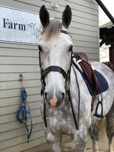 a white horse standing in front of a gray building with a farm sign on it's side