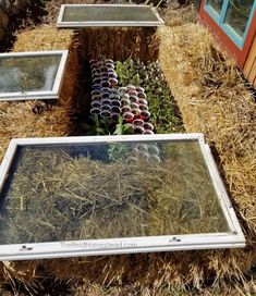 an assortment of plants and flowers are placed in the hay next to each other on display