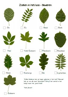 the different types of leaves that can be used to make an identification card for plants