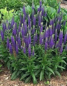 purple flowers are blooming in the garden