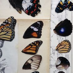 several different butterflies on top of paper with drawings in the back ground and behind them