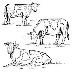 three cows grazing in the field royalty illustration for coloring book pages, books and more