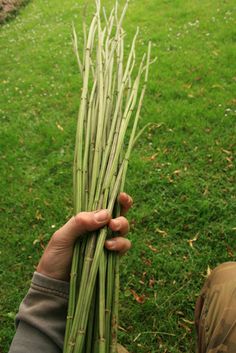 a person holding up some green plants in their hand