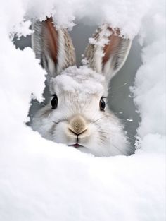 a white rabbit peeking out from behind some snow