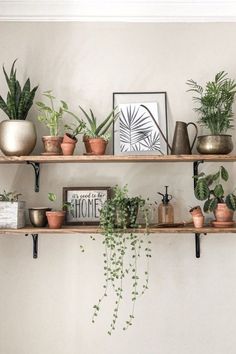 several potted plants on wooden shelves in a living room