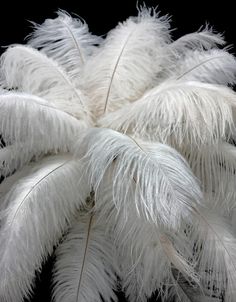 white feathers are arranged in the shape of a star