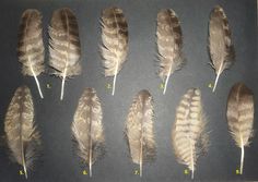 several feathers are shown in different sizes and shapes, with numbers on each one side