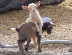 a baby goat standing on top of an adult sheep