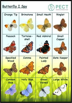 butterflies and their names are shown in this poster, which shows the different types of butterflies