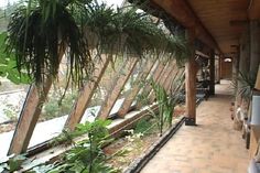 an outdoor walkway with plants and potted plants