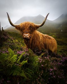 an animal with long horns standing in the grass near flowers and mountains on a cloudy day