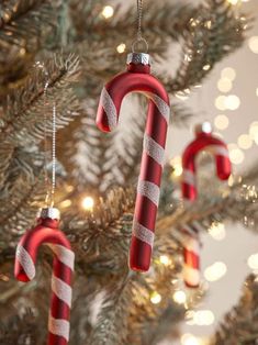 two candy canes hanging from a christmas tree