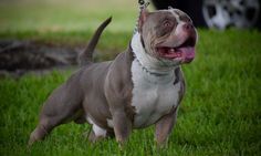 a gray and white pitbull is standing in the grass with its mouth open