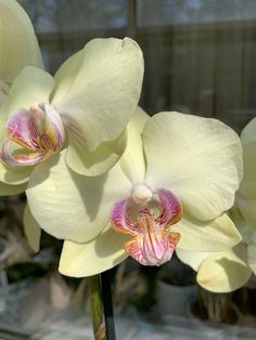 some white and pink flowers are in a vase