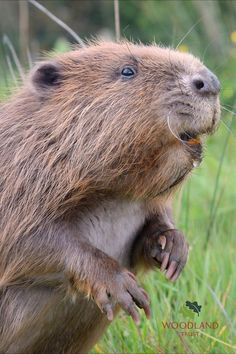 a capybara standing on its hind legs and eating something in the grass with it's mouth