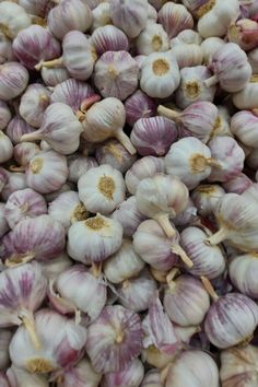 garlic bulbs are piled up and ready to be sold